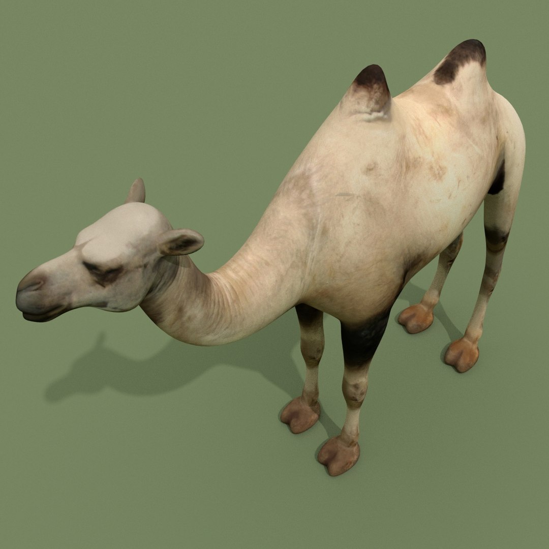 camel 3D model https://p.turbosquid.com/ts-thumb/1i/ae0dDD/CQHrFeDS/camel_0007/jpg/1498733156/1920x1080/fit_q87/fbc9fb148d69ecd75d79f82d45f0cd94f6e63483/camel_0007.jpg