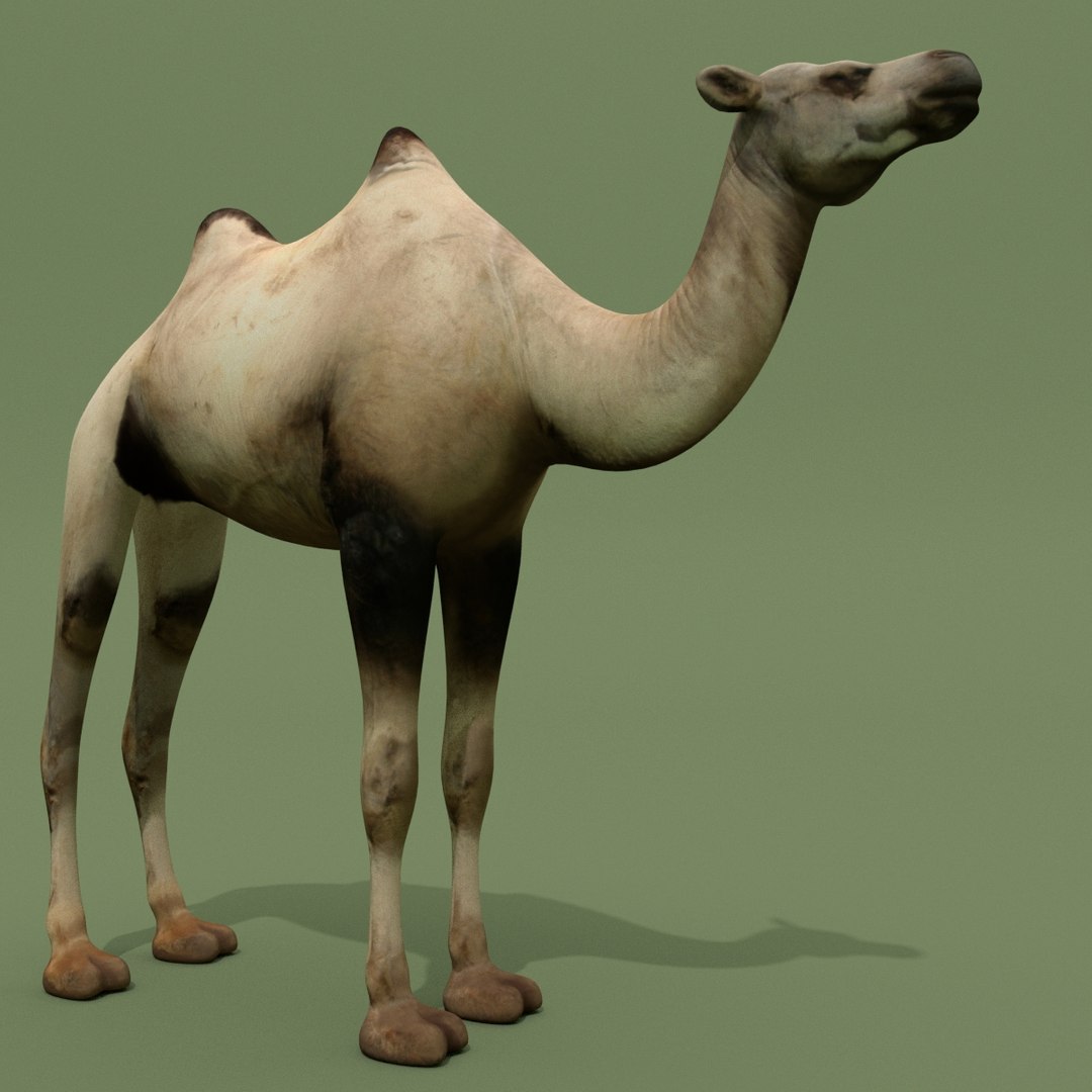 camel 3D model https://p.turbosquid.com/ts-thumb/1i/ae0dDD/cPLlQ6Tl/camel_0003/jpg/1498733156/1920x1080/fit_q87/1d851735a4a06fd57ef73b60212982620d637a0b/camel_0003.jpg