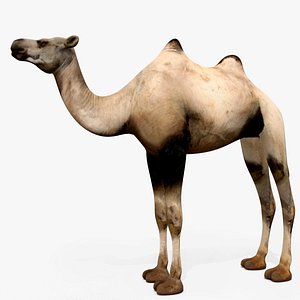camel 3D model
