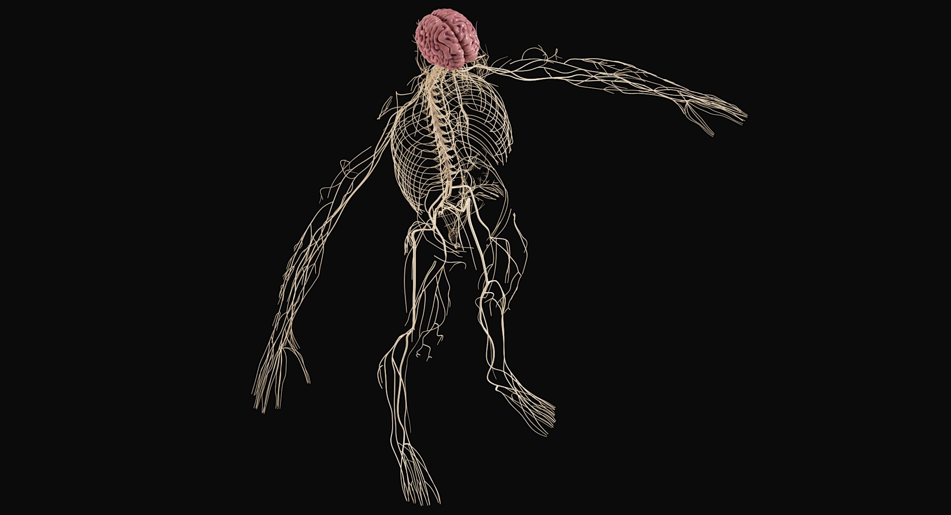 Female Complete Anatomy 3D model https://p.turbosquid.com/ts-thumb/1i/e6jopc/1P/nervous_system19/jpg/1624350322/1920x1080/fit_q87/e1eb9c81e699d3e03a72e8ee3267a67275ab3089/nervous_system19.jpg