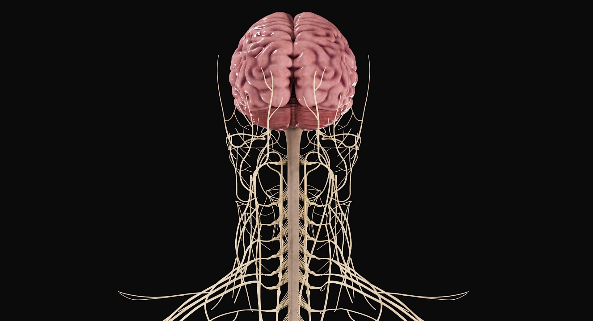Female Complete Anatomy 3D model https://p.turbosquid.com/ts-thumb/1i/e6jopc/24/nervous_system4/jpg/1624350328/1920x1080/fit_q87/c926c9ca570f09911229eced612f32c2c5ad5584/nervous_system4.jpg