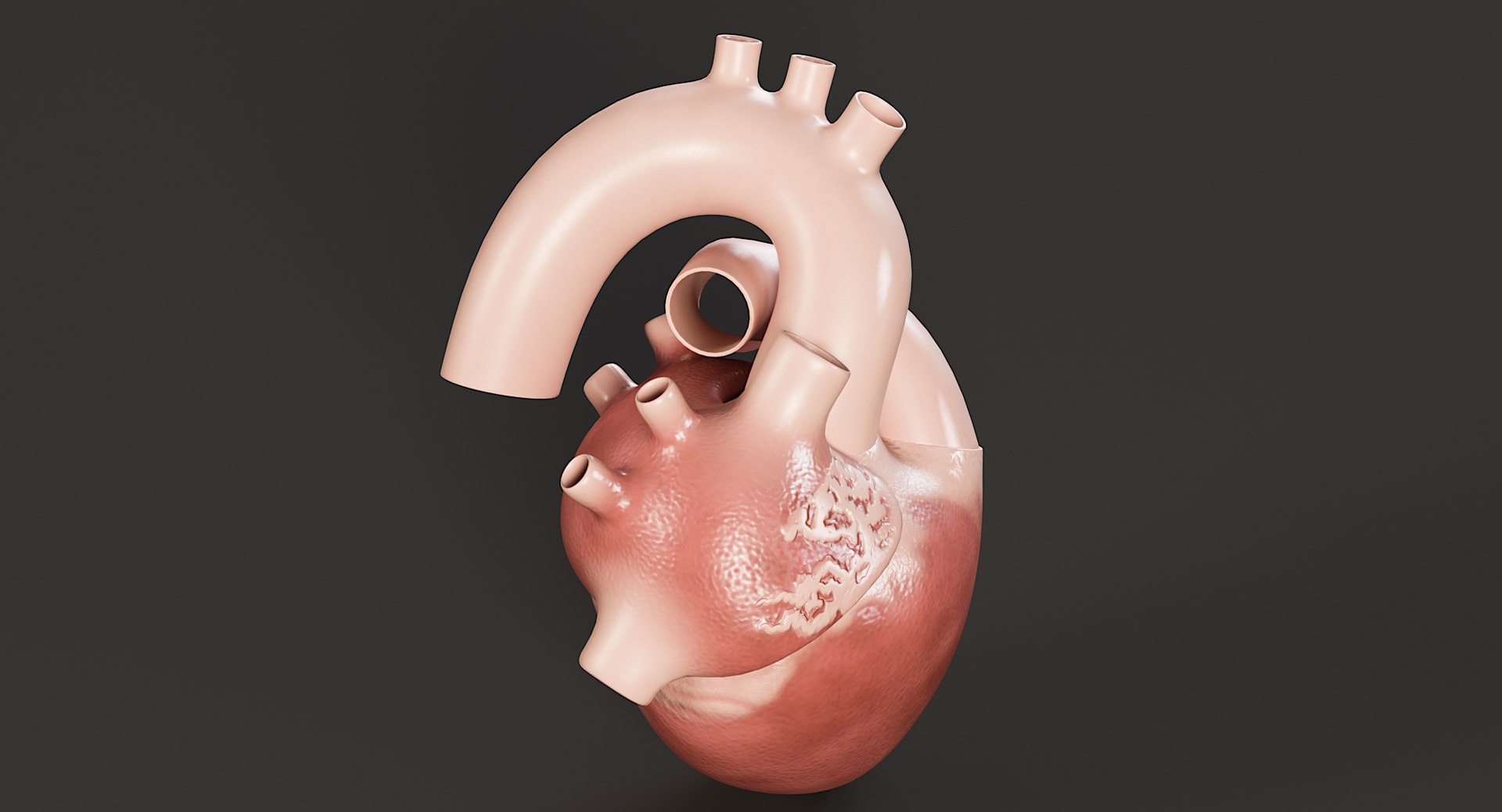 Female Complete Anatomy 3D model https://p.turbosquid.com/ts-thumb/1i/e6jopc/2U/man_heart7/jpg/1624350231/1920x1080/fit_q87/2bb05c6fcdaed8416c4bfbaaeaee865df3f38372/man_heart7.jpg