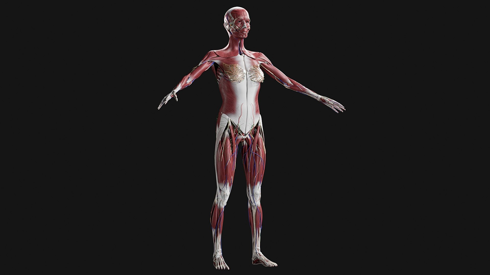 Female Complete Anatomy 3D model https://p.turbosquid.com/ts-thumb/1i/e6jopc/5I/m10/jpg/1624350009/1920x1080/fit_q87/e26d9c09bdd2ca9cf58672465eff10bbf4c01f01/m10.jpg