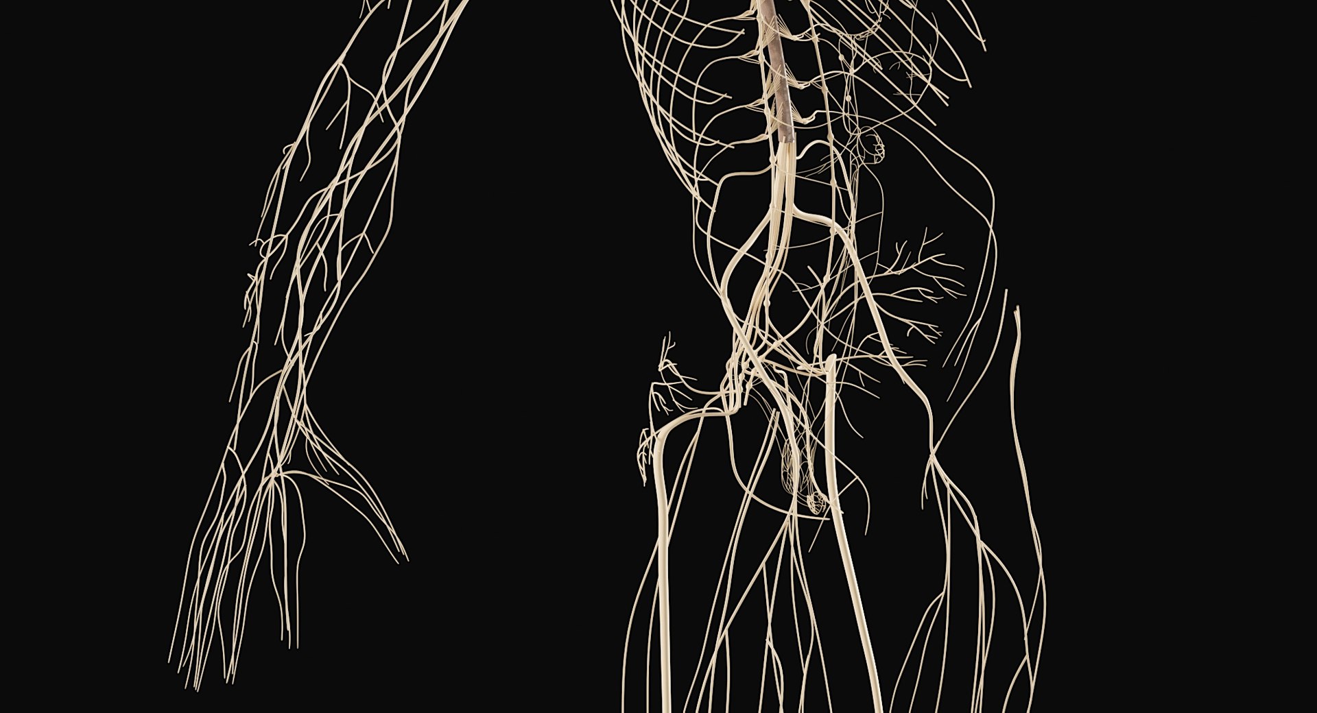 Female Complete Anatomy 3D model https://p.turbosquid.com/ts-thumb/1i/e6jopc/5c/nervous_system12/jpg/1624350330/1920x1080/fit_q87/6087c06ae4bb0a8a8da0dd151752e688a865da17/nervous_system12.jpg
