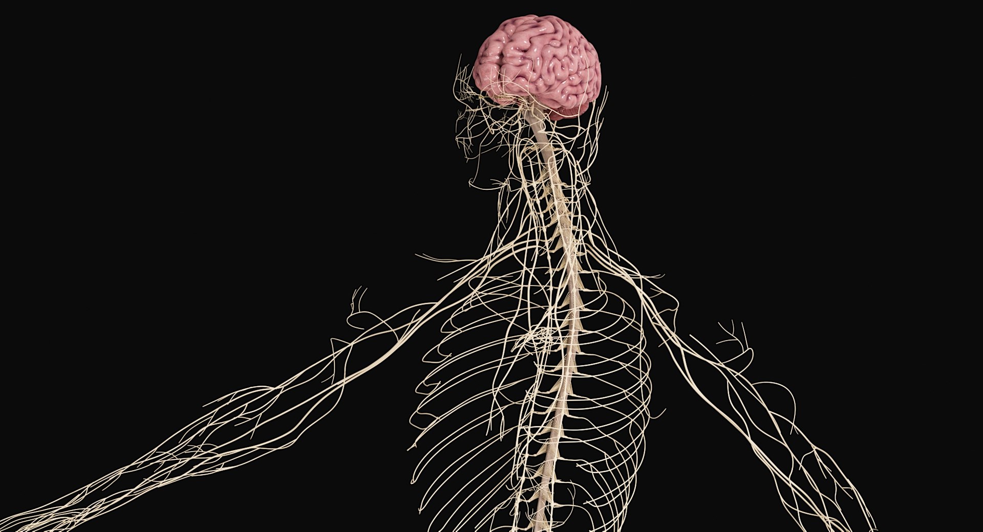 Female Complete Anatomy 3D model https://p.turbosquid.com/ts-thumb/1i/e6jopc/5y/nervous_system22/jpg/1624350329/1920x1080/fit_q87/75a9621fe70e5a7256805f12d14b8e0535b1c4f3/nervous_system22.jpg