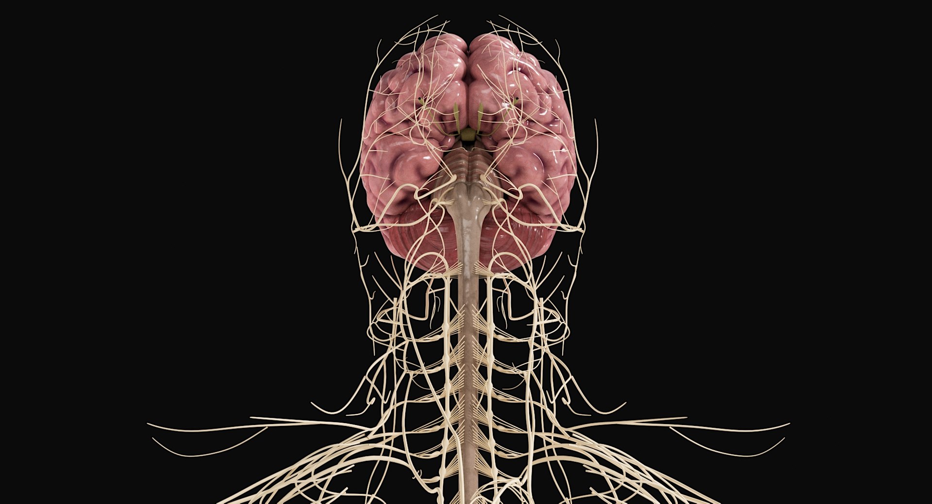 Female Complete Anatomy 3D model https://p.turbosquid.com/ts-thumb/1i/e6jopc/AN/nervous_system5/jpg/1624350328/1920x1080/fit_q87/783c1182a7bfaf0563b6608cb73f6d6cfea12700/nervous_system5.jpg