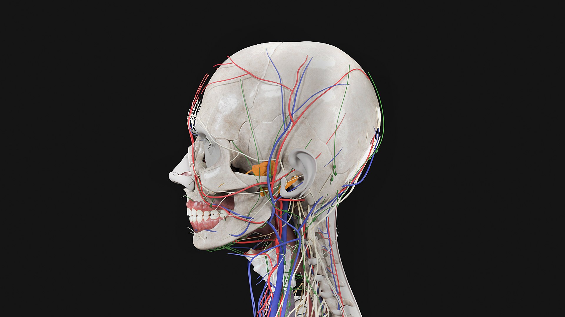Female Complete Anatomy 3D model https://p.turbosquid.com/ts-thumb/1i/e6jopc/C0/s2/jpg/1624349559/1920x1080/fit_q87/1797783d4c94c401ffaac80d7ba073716ebb6221/s2.jpg