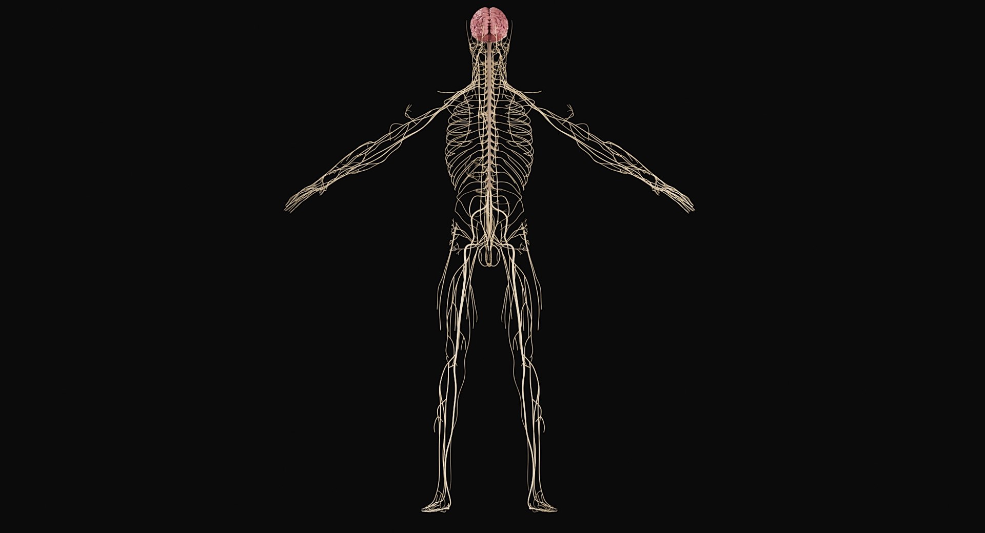 Female Complete Anatomy 3D model https://p.turbosquid.com/ts-thumb/1i/e6jopc/Cz/nervous_system7/jpg/1624350321/1920x1080/fit_q87/711d9292ab4e1e36b083d3e45b99af5c2ba51ef3/nervous_system7.jpg