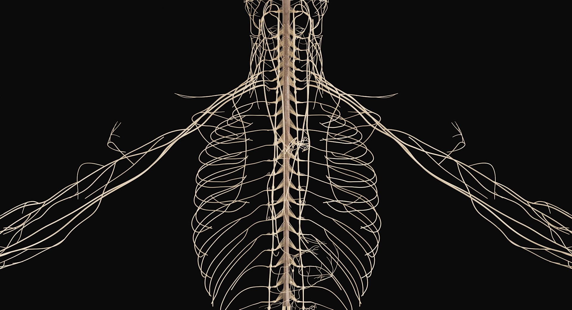 Female Complete Anatomy 3D model https://p.turbosquid.com/ts-thumb/1i/e6jopc/DE/nervous_system8/jpg/1624350331/1920x1080/fit_q87/3b9fc5eff736a49c4c375abc695517446d88ed15/nervous_system8.jpg