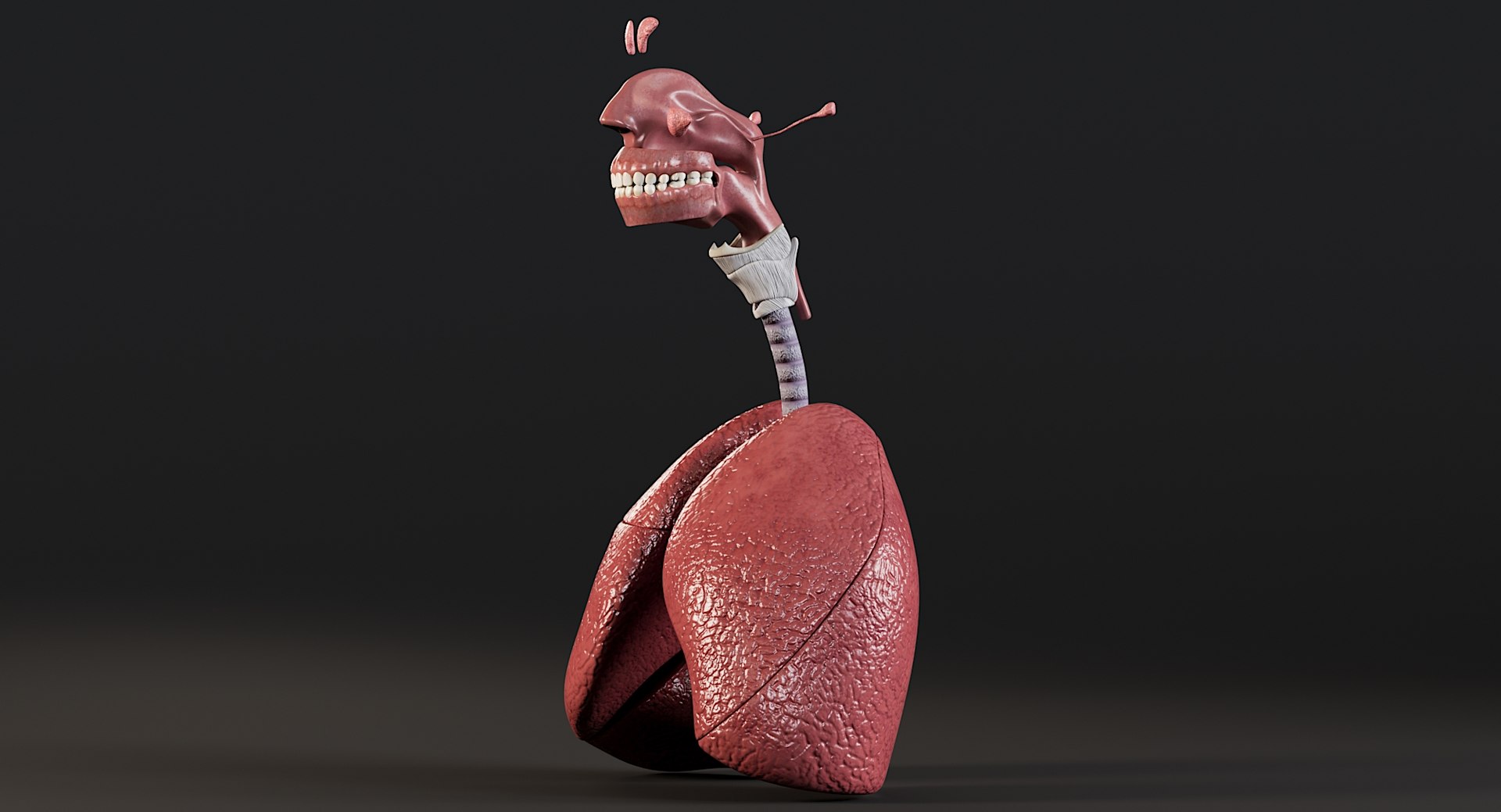Female Complete Anatomy 3D model https://p.turbosquid.com/ts-thumb/1i/e6jopc/Ey/man_respiratory_system9/jpg/1624350214/1920x1080/fit_q87/51c065abc7c1a61281c55b3356551bbf68e16c67/man_respiratory_system9.jpg