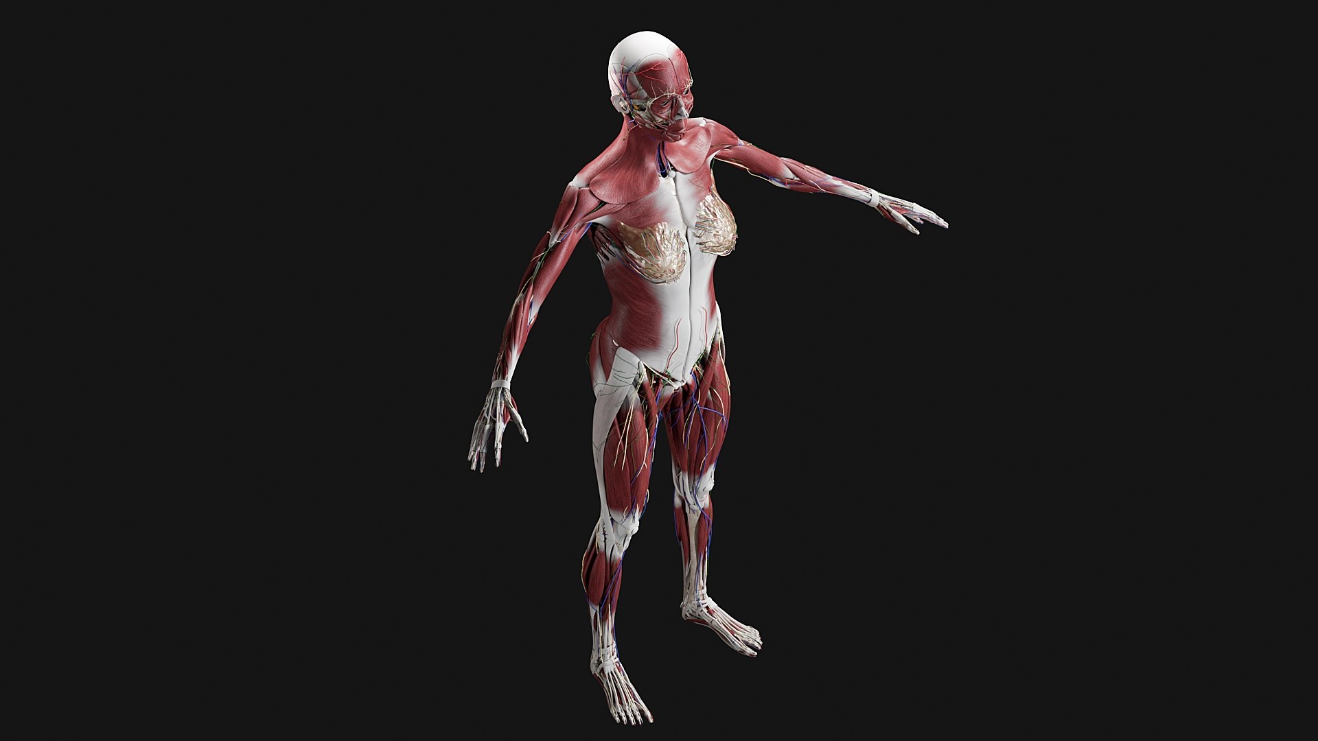 Female Complete Anatomy 3D model https://p.turbosquid.com/ts-thumb/1i/e6jopc/GP/m11/jpg/1624350022/1920x1080/fit_q87/6c3d7e984c9b7c9f29dc6e5310759af39a85f4de/m11.jpg