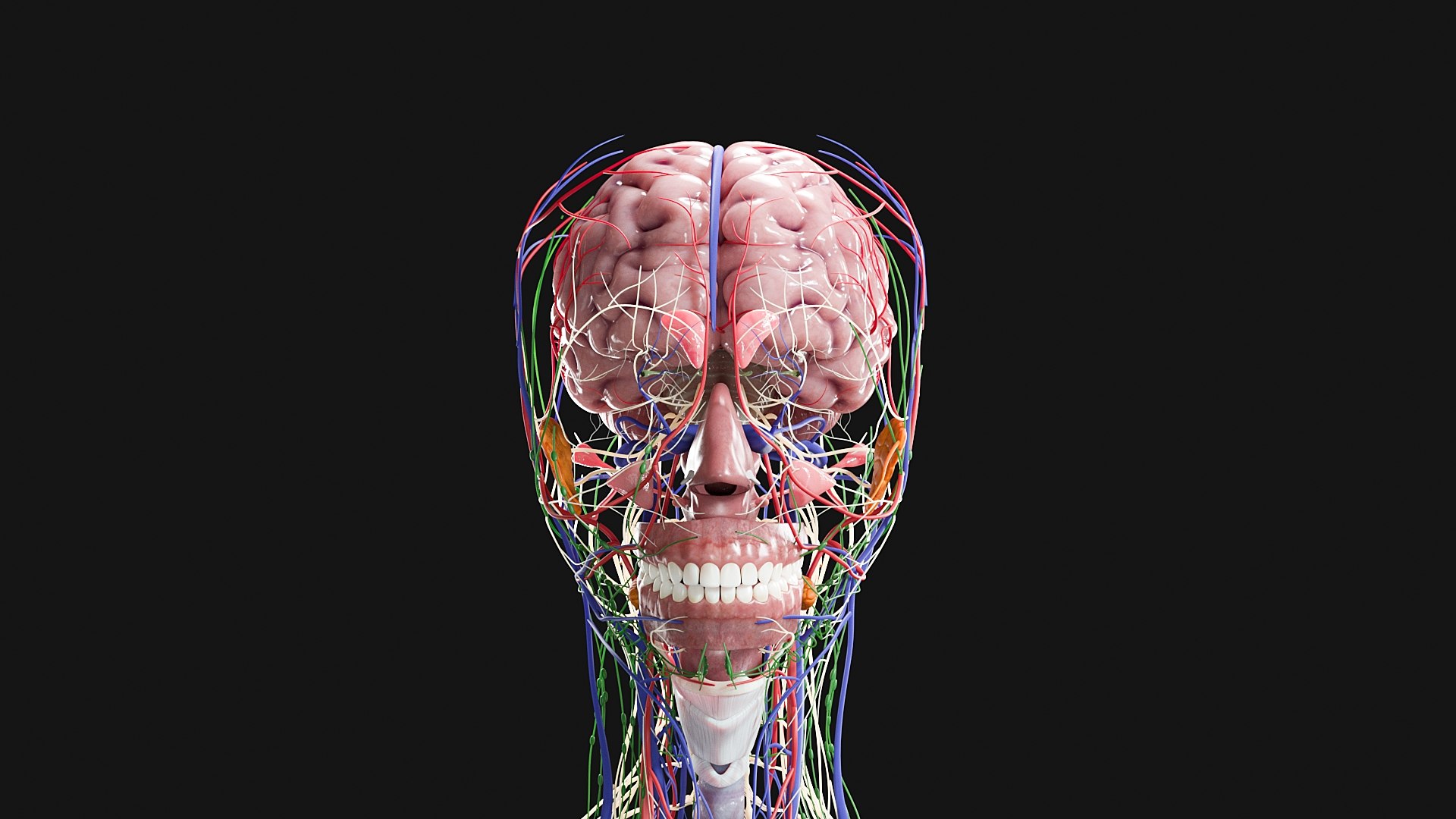 Female Complete Anatomy 3D model https://p.turbosquid.com/ts-thumb/1i/e6jopc/Gx/g1/jpg/1624349516/1920x1080/fit_q87/11fb4ac4001a43b0c66914acf414917eacd5bf7e/g1.jpg