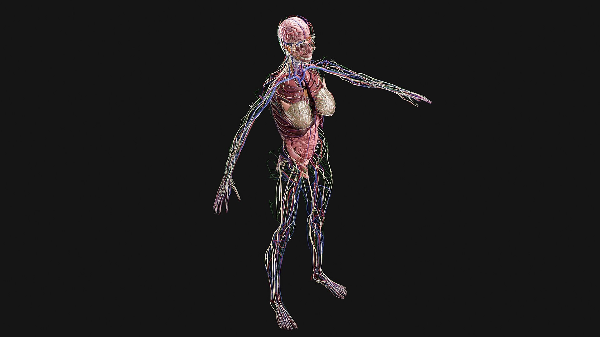 Female Complete Anatomy 3D model https://p.turbosquid.com/ts-thumb/1i/e6jopc/Gz/g11/jpg/1624350030/1920x1080/fit_q87/dd2edef16a08d12194d8d5875601093d843e683f/g11.jpg