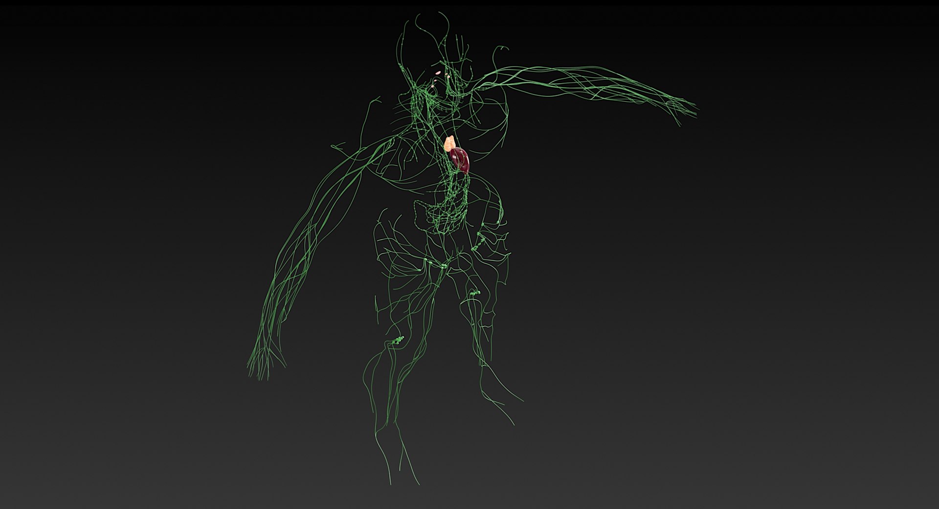 Female Complete Anatomy 3D model https://p.turbosquid.com/ts-thumb/1i/e6jopc/Is/lymphatic_system17/jpg/1624350264/1920x1080/fit_q87/e2be0e951979330e21f7e6944244f62b3e42e65e/lymphatic_system17.jpg