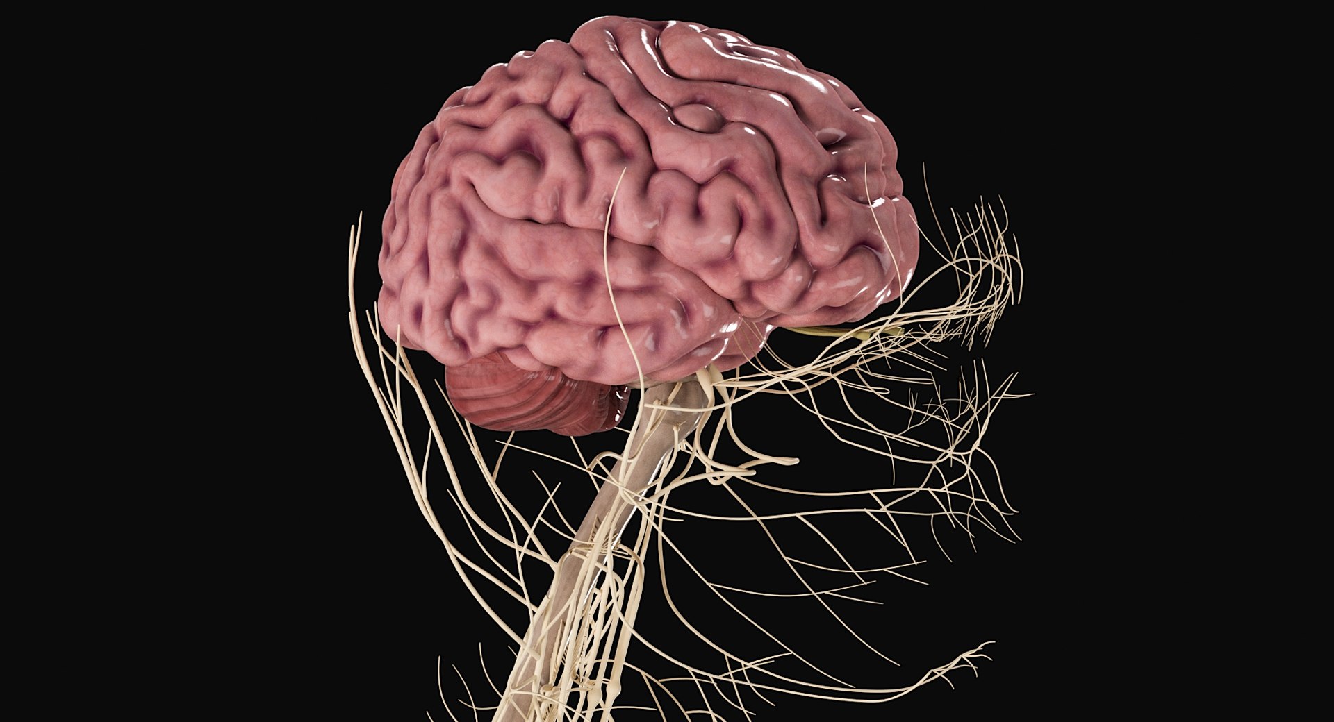 Female Complete Anatomy 3D model https://p.turbosquid.com/ts-thumb/1i/e6jopc/Iz/nervous_system16/jpg/1624350331/1920x1080/fit_q87/e5c8f07c751ef9c03542ddefc628821069417b89/nervous_system16.jpg