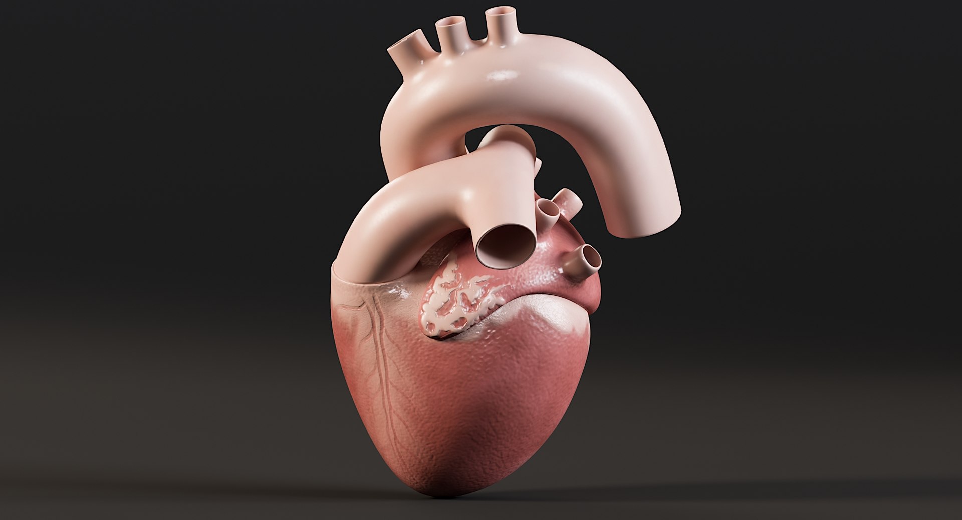 Female Complete Anatomy 3D model https://p.turbosquid.com/ts-thumb/1i/e6jopc/K9/man_heart10/jpg/1624350229/1920x1080/fit_q87/a297edf9c41862dbb77ac22f80ca35672466c338/man_heart10.jpg
