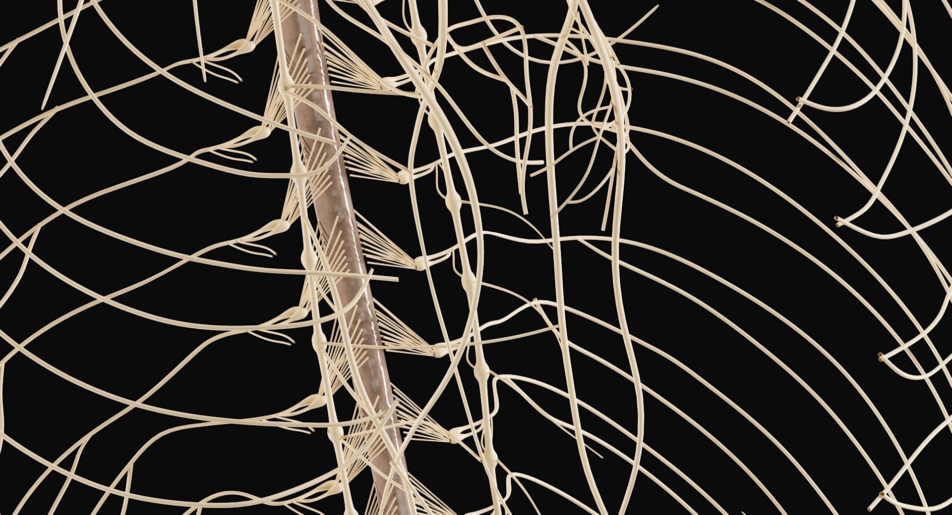 Female Complete Anatomy 3D model https://p.turbosquid.com/ts-thumb/1i/e6jopc/KT/nervous_system17/jpg/1624350336/1920x1080/fit_q87/8f3958c481ee37773b906f7c9703547d2ff06397/nervous_system17.jpg