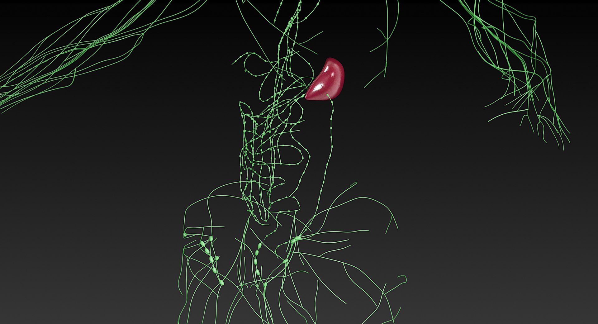 Female Complete Anatomy 3D model https://p.turbosquid.com/ts-thumb/1i/e6jopc/Kg/lymphatic_system9/jpg/1624350274/1920x1080/fit_q87/45d5a6e727f74794b95bd24f2f7b0664425dd59a/lymphatic_system9.jpg