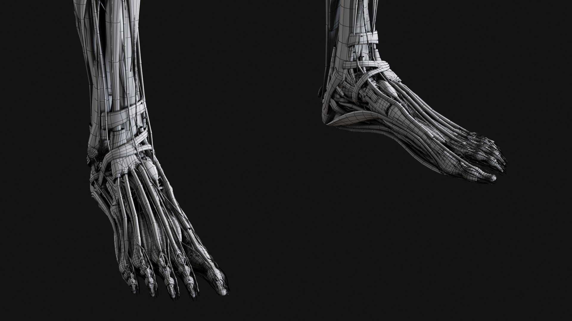 Female Complete Anatomy 3D model https://p.turbosquid.com/ts-thumb/1i/e6jopc/Kv/w28/jpg/1624350418/1920x1080/fit_q87/cce9653813363ba0081b3aae86ae9063a6e49d22/w28.jpg