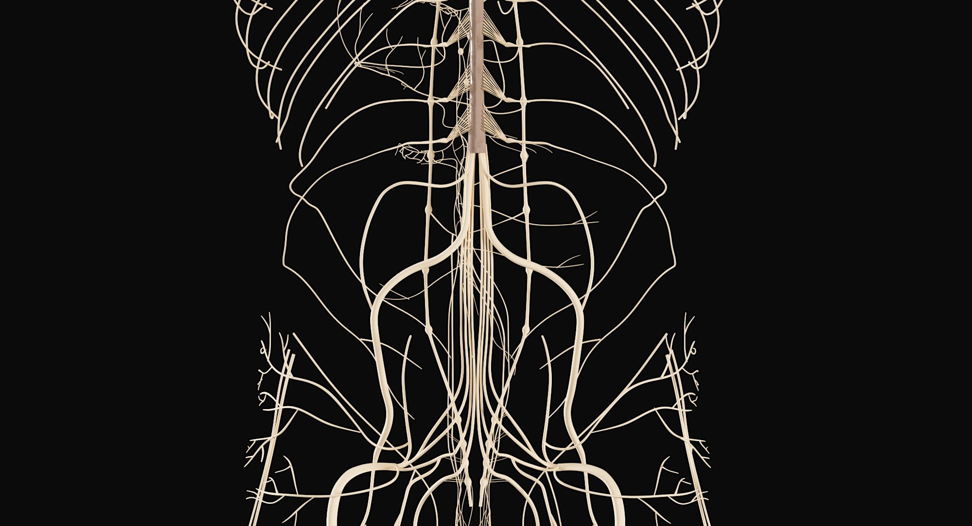 Female Complete Anatomy 3D model https://p.turbosquid.com/ts-thumb/1i/e6jopc/L7/nervous_system13/jpg/1624350330/1920x1080/fit_q87/c9c486e12b0a86f6d44288d72b2498ac2356b666/nervous_system13.jpg