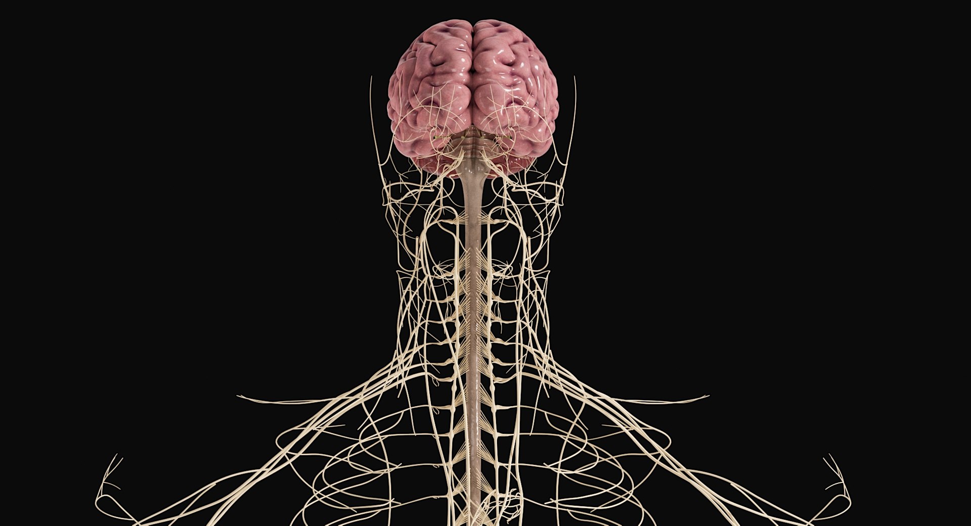 Female Complete Anatomy 3D model https://p.turbosquid.com/ts-thumb/1i/e6jopc/LQ/nervous_system2/jpg/1624350328/1920x1080/fit_q87/30dfb39cdc6081fe2ccb09b1a1fc45ef1844ca5e/nervous_system2.jpg