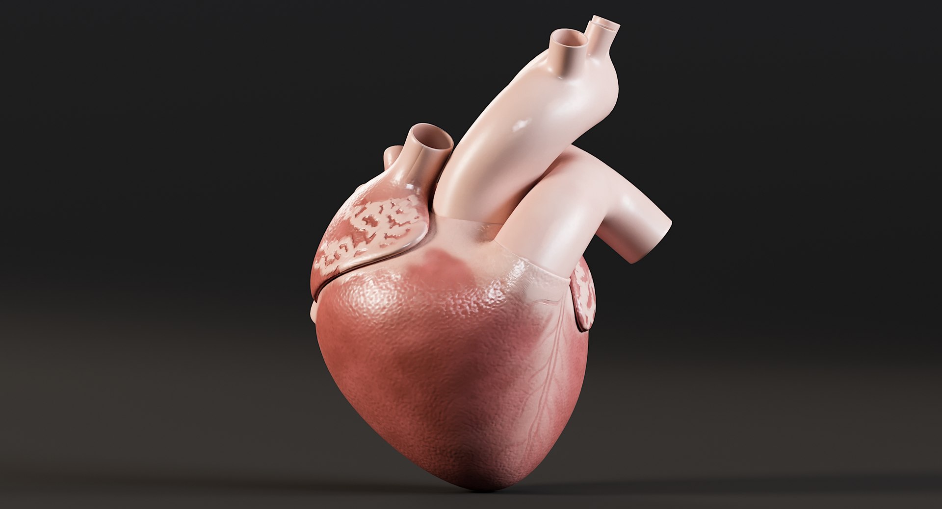 Female Complete Anatomy 3D model https://p.turbosquid.com/ts-thumb/1i/e6jopc/M2/man_heart1/jpg/1624350236/1920x1080/fit_q87/59d562a26fb8af86b4727e5eb45d2c0726ed36e4/man_heart1.jpg