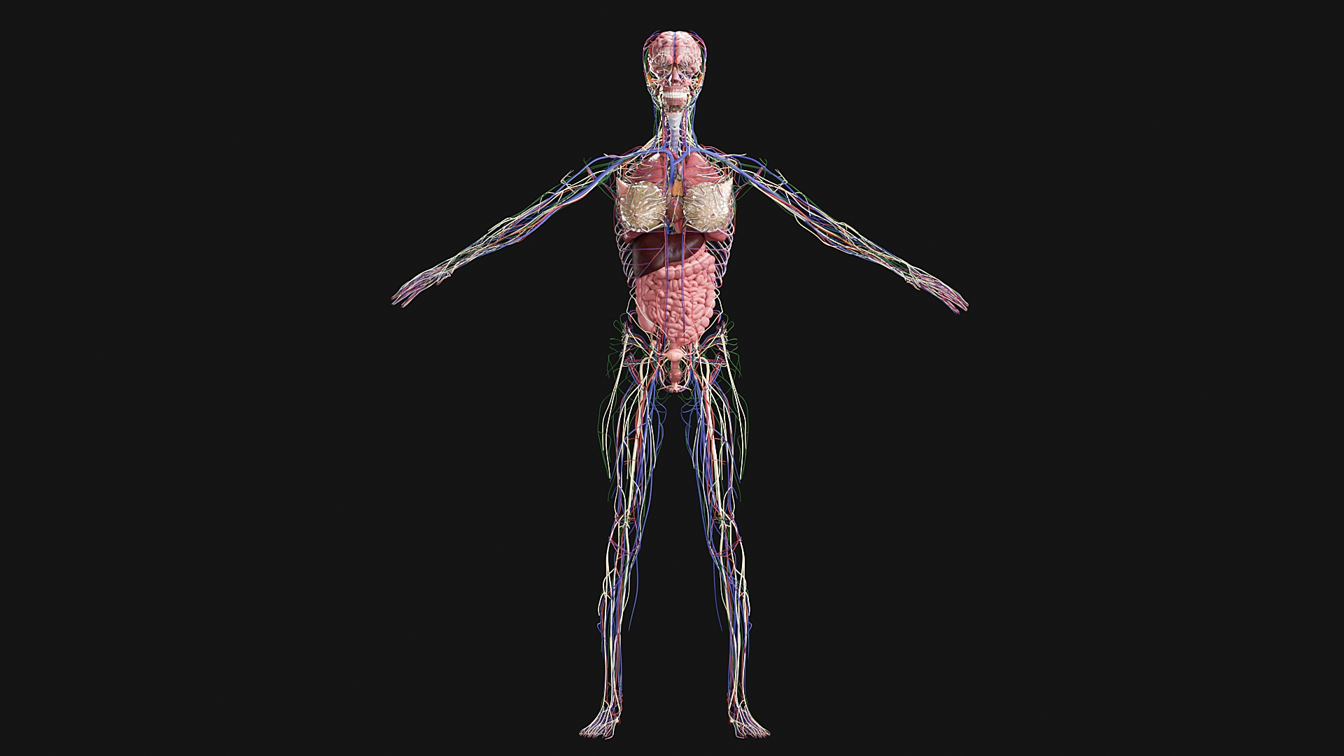 Female Complete Anatomy 3D model https://p.turbosquid.com/ts-thumb/1i/e6jopc/OC/0000/jpg/1624349735/1920x1080/turn_fit_q99/142273191dfc32da988340fbc164b54db3529c8b/0000-1.jpg