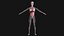 Female Complete Anatomy 3D model