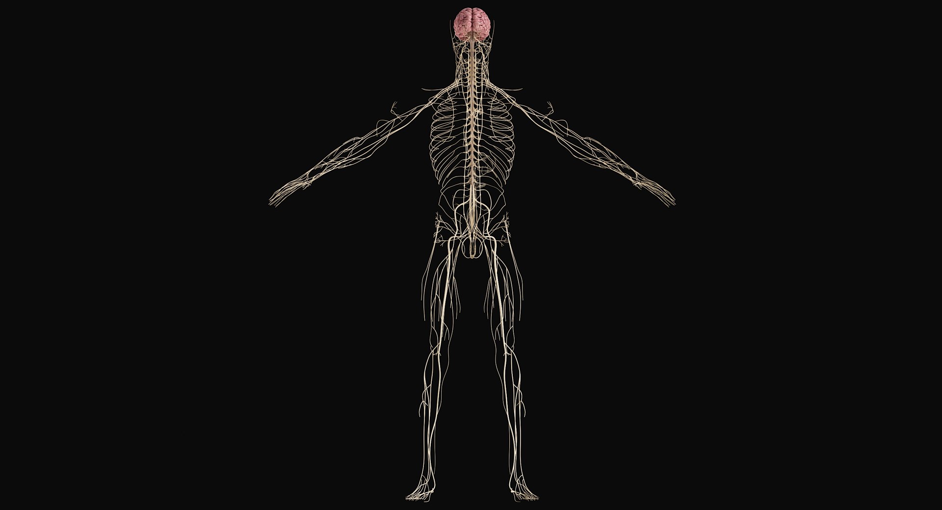 Female Complete Anatomy 3D model https://p.turbosquid.com/ts-thumb/1i/e6jopc/Q8/nervous_system1/jpg/1624350329/1920x1080/fit_q87/1aed187849cd6401eac24d6c104083c1bde788ff/nervous_system1.jpg