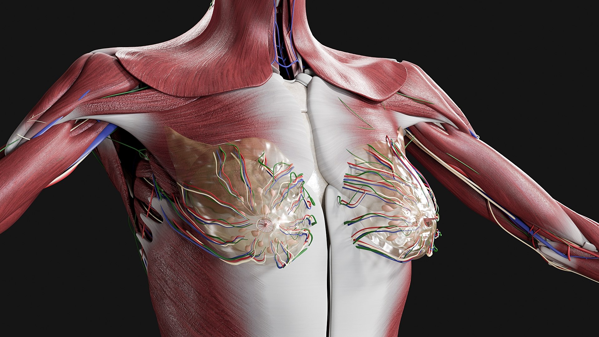 Female Complete Anatomy 3D model https://p.turbosquid.com/ts-thumb/1i/e6jopc/Qo/m6/jpg/1624349759/1920x1080/fit_q87/59005b02db288bf8641ba6c79068cd19247c9bcb/m6.jpg