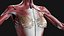 Anatomie complète féminine