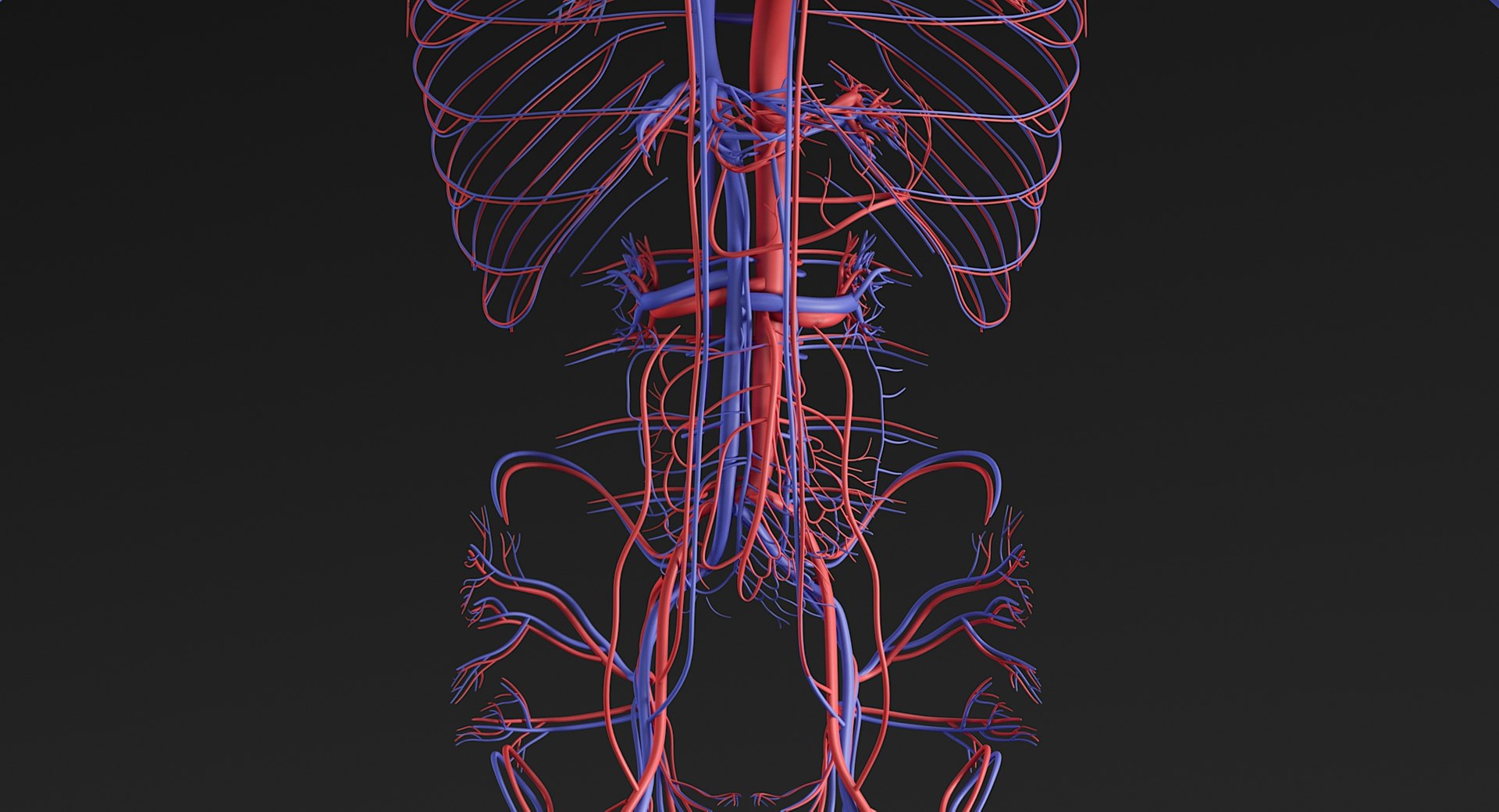 Female Complete Anatomy 3D model https://p.turbosquid.com/ts-thumb/1i/e6jopc/Qv/man_venous_arterial_system9/jpg/1624350305/1920x1080/fit_q87/b5147dc72843e157aed53370dc839c9d89e7cced/man_venous_arterial_system9.jpg