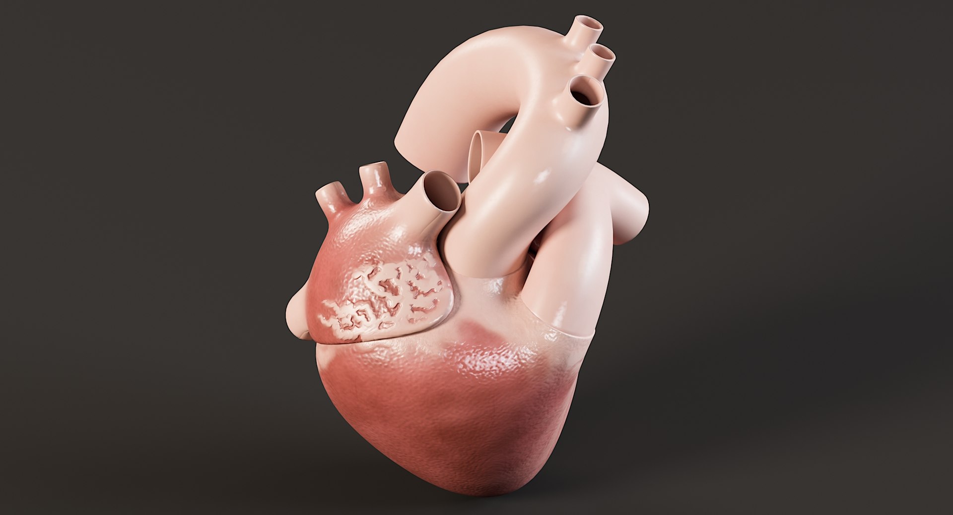 Female Complete Anatomy 3D model https://p.turbosquid.com/ts-thumb/1i/e6jopc/Rd/man_heart6/jpg/1624350230/1920x1080/fit_q87/9dccce78f517ab4ce094ddcd1554ceced866136e/man_heart6.jpg