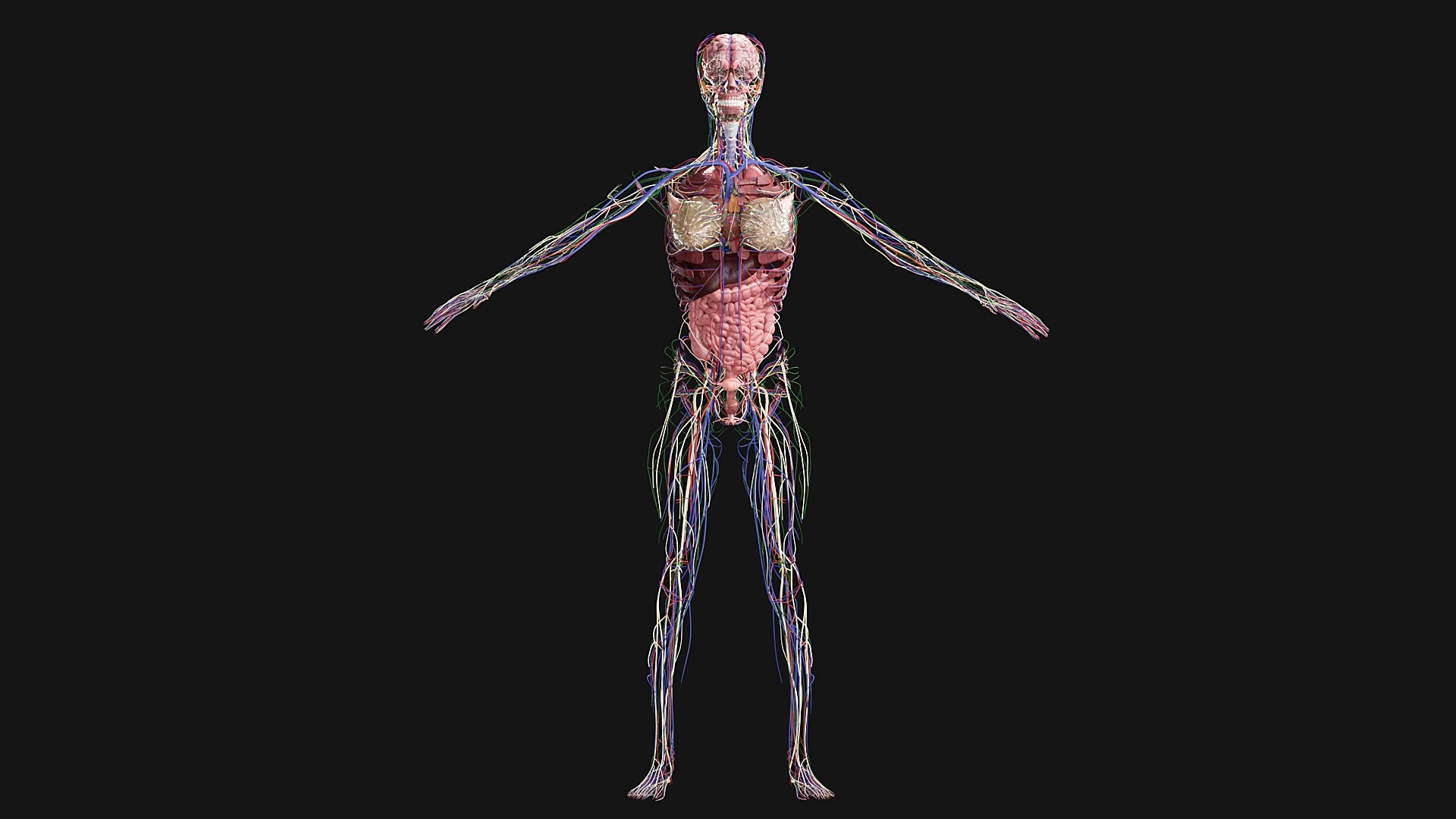 Female Complete Anatomy 3D model https://p.turbosquid.com/ts-thumb/1i/e6jopc/TW/g7/jpg/1624349868/1920x1080/fit_q87/291c7d72bba0df24403f26357c7c605ecae5ddfe/g7.jpg