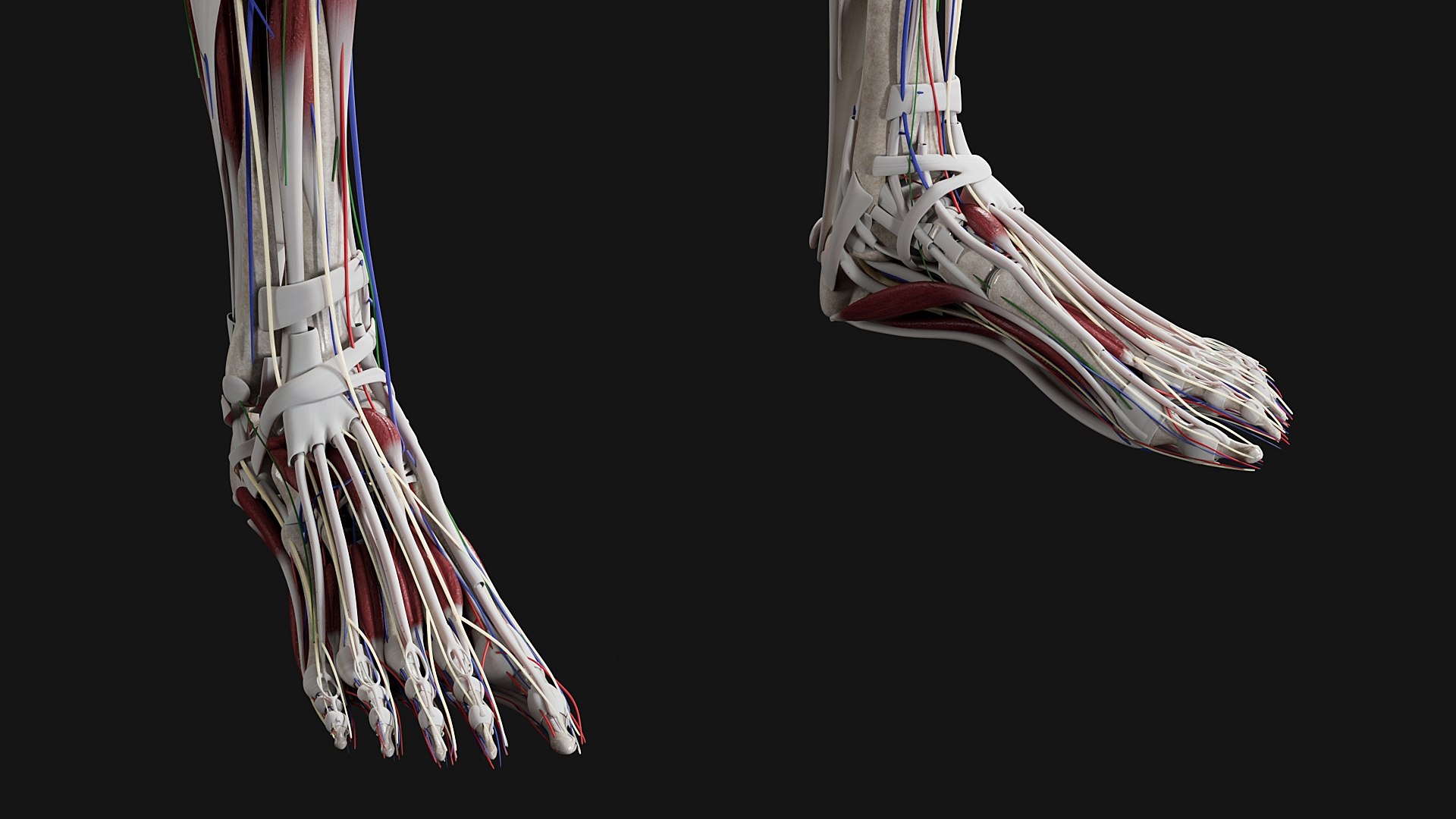 Female Complete Anatomy 3D model https://p.turbosquid.com/ts-thumb/1i/e6jopc/Tc/m14/jpg/1624350052/1920x1080/fit_q87/fba26a9eb91f348f184e0dfe091228d288604342/m14.jpg