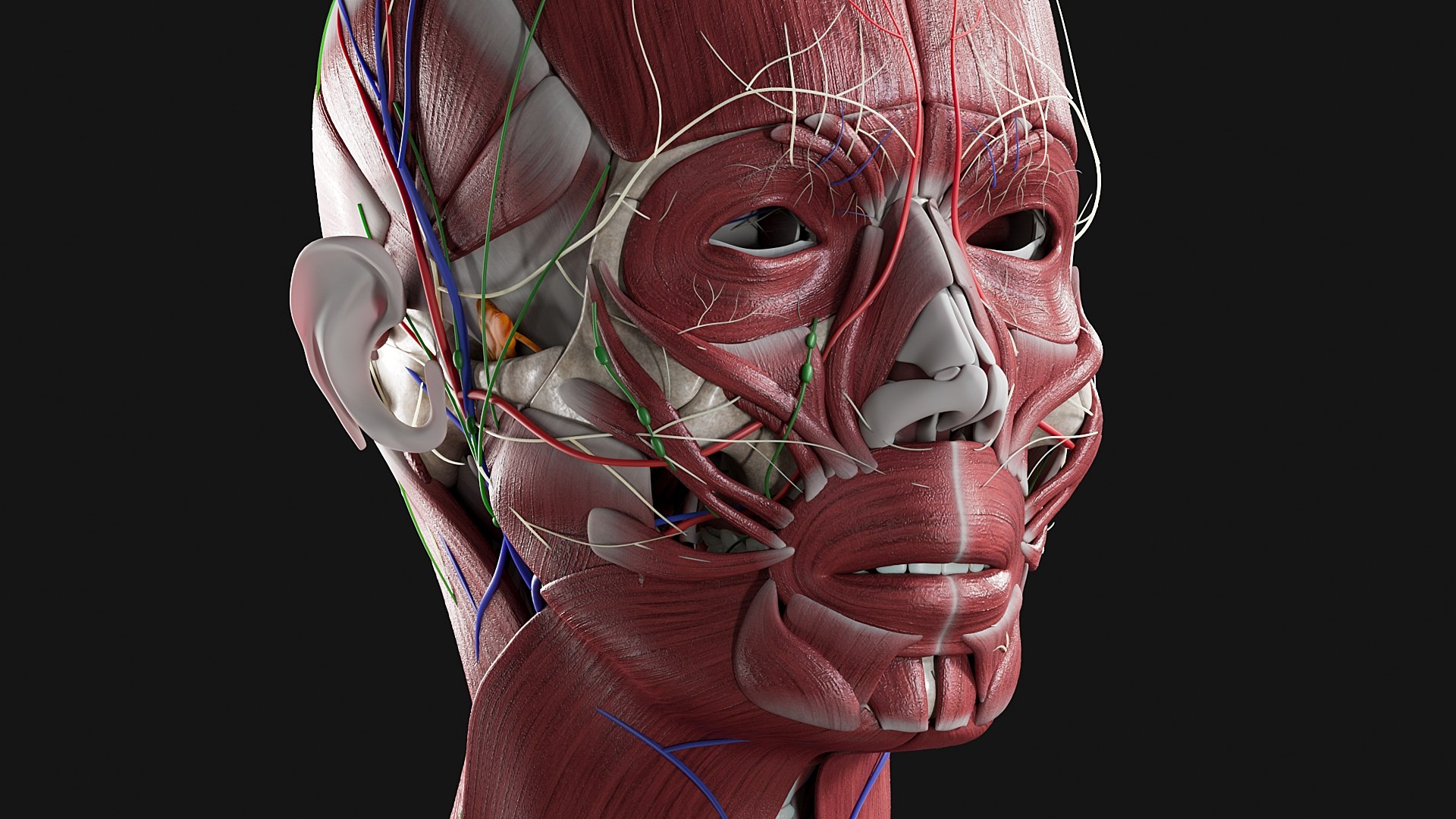Female Complete Anatomy 3D model https://p.turbosquid.com/ts-thumb/1i/e6jopc/Va/m9/jpg/1624349887/1920x1080/fit_q87/3cfb4b2f1270660f77c7e822ea7d16333365aa1d/m9.jpg