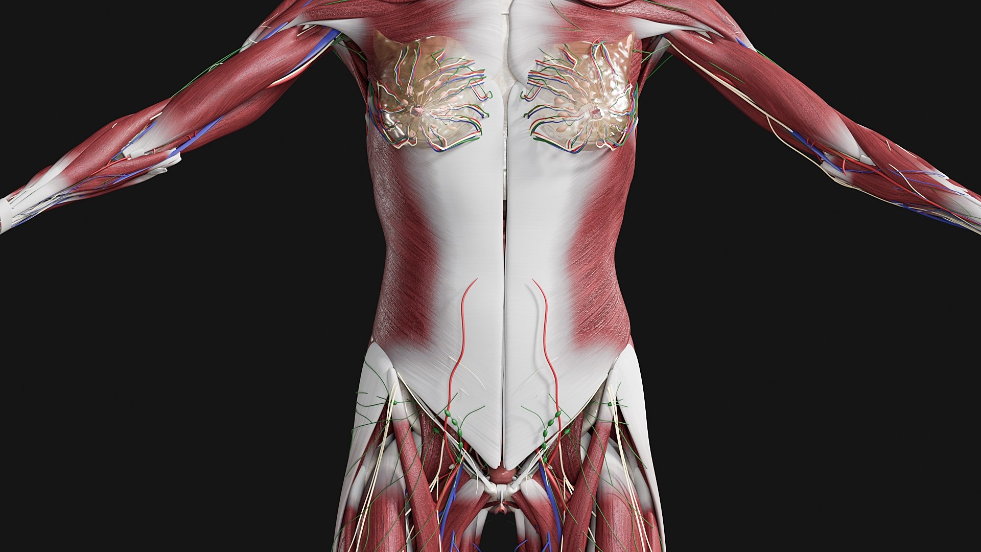 Female Complete Anatomy 3D model https://p.turbosquid.com/ts-thumb/1i/e6jopc/WI/m15/jpg/1624350069/1920x1080/fit_q87/19a980d136167824ae905dbdf6dd2b31eef51783/m15.jpg