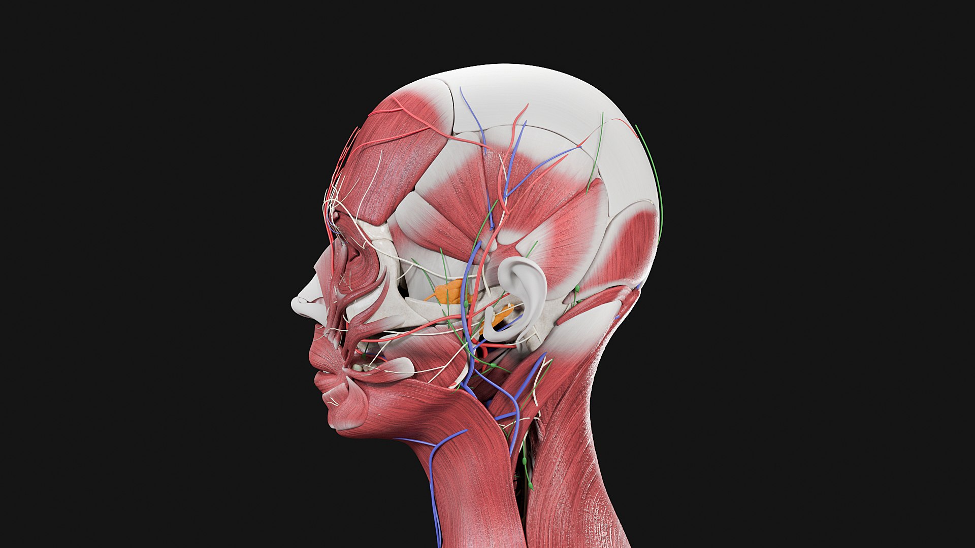 Female Complete Anatomy 3D model https://p.turbosquid.com/ts-thumb/1i/e6jopc/Wc/m2/jpg/1624349559/1920x1080/fit_q87/adcd6e2b3a5a8654cf6a3f20fb68dbc571d15a64/m2.jpg