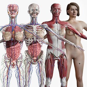 Female Complete Anatomy