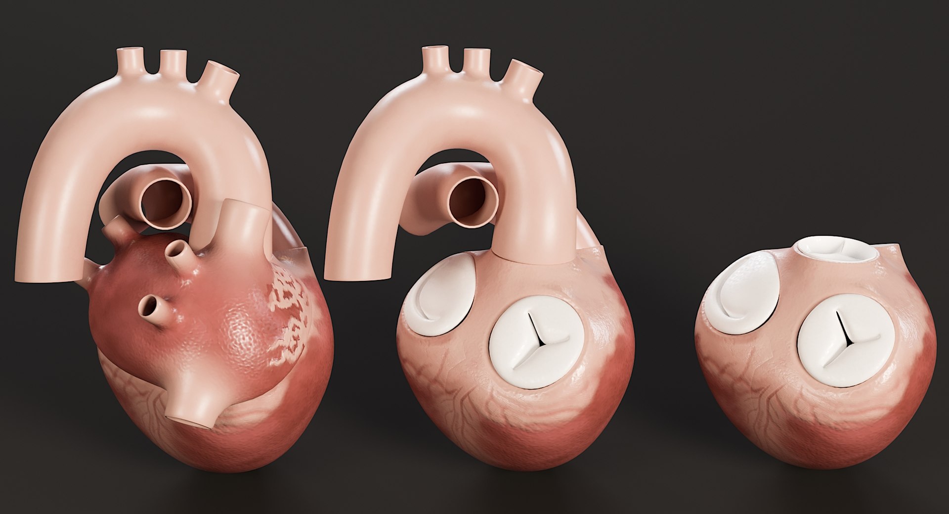 Female Complete Anatomy 3D model https://p.turbosquid.com/ts-thumb/1i/e6jopc/YE/man_heart12/jpg/1624350234/1920x1080/fit_q87/c8c600c6c2d082c02d92769c759c3f2969d9c385/man_heart12.jpg