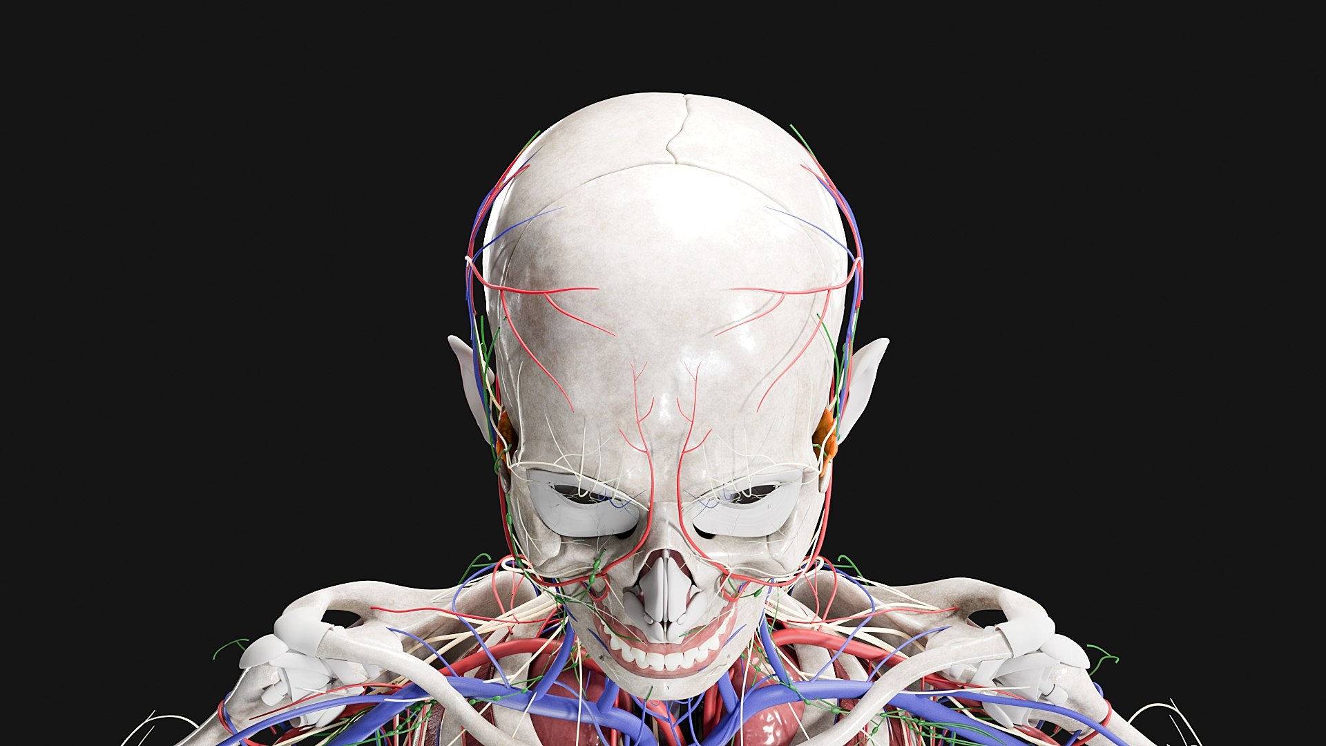 Female Complete Anatomy 3D model https://p.turbosquid.com/ts-thumb/1i/e6jopc/an/s5/jpg/1624349633/1920x1080/fit_q87/008625ed1ca3645b9670c66ed1fb92beacf1e9db/s5.jpg