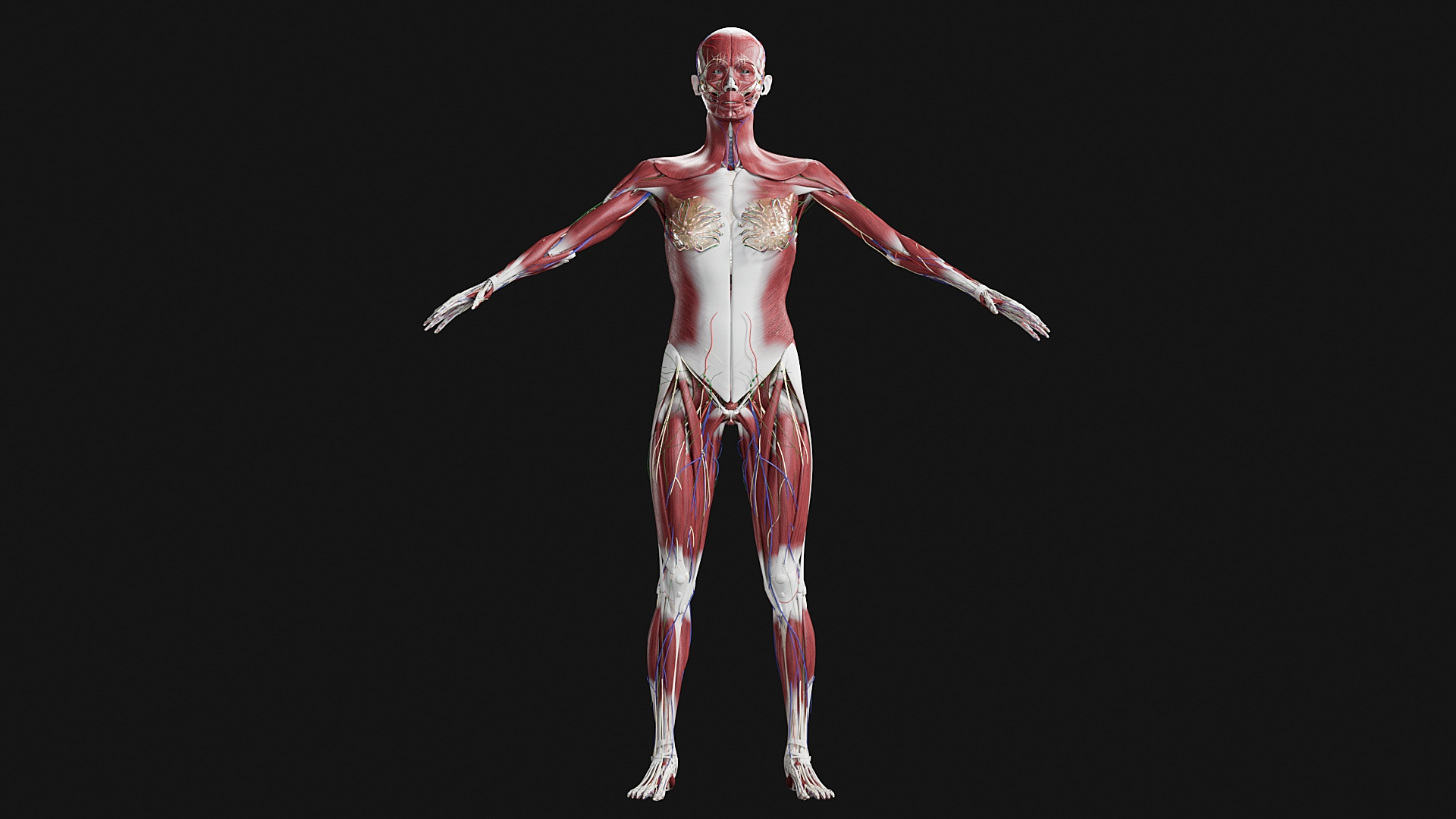 Female Complete Anatomy 3D model https://p.turbosquid.com/ts-thumb/1i/e6jopc/ct/0000/jpg/1624349536/1920x1080/turn_fit_q99/180137242a71e7ca3720cb6b3badc6eb3faf8e0e/0000-1.jpg