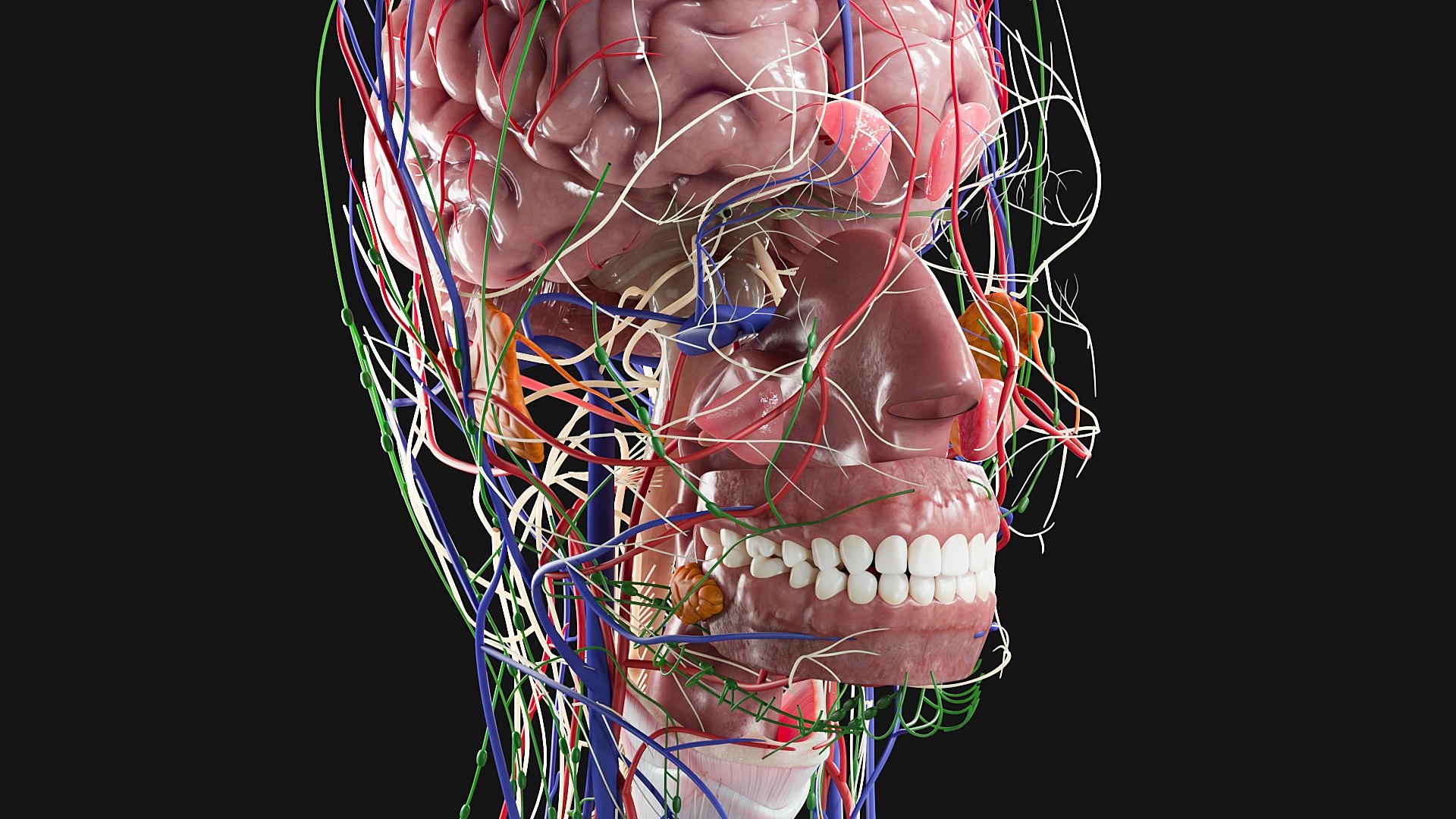 Female Complete Anatomy 3D model https://p.turbosquid.com/ts-thumb/1i/e6jopc/ec/g9/jpg/1624349890/1920x1080/fit_q87/16fcaf548b1aaefdf6cf99d0887bad11b38cf98c/g9.jpg