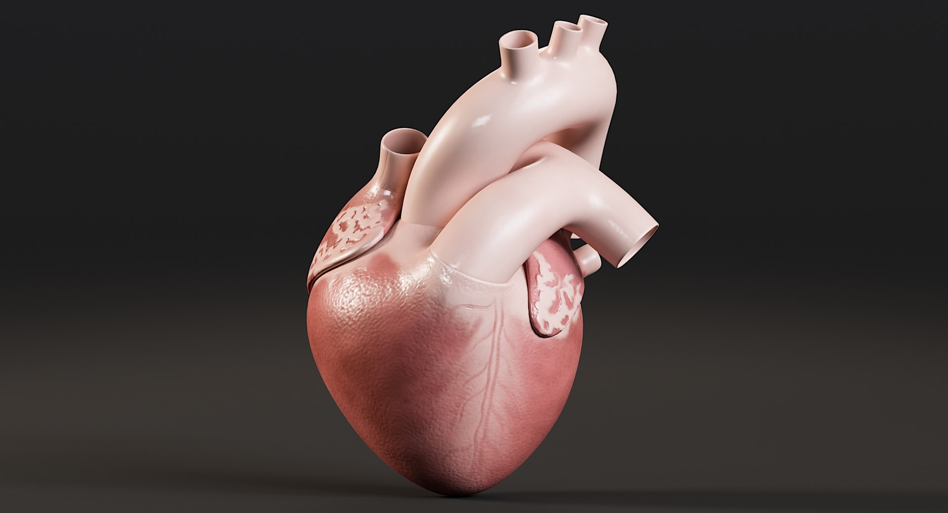 Female Complete Anatomy 3D model https://p.turbosquid.com/ts-thumb/1i/e6jopc/fs/man_heart3/jpg/1624350232/1920x1080/fit_q87/f2fe7851551b6775f6b73227b0949ce881546b50/man_heart3.jpg