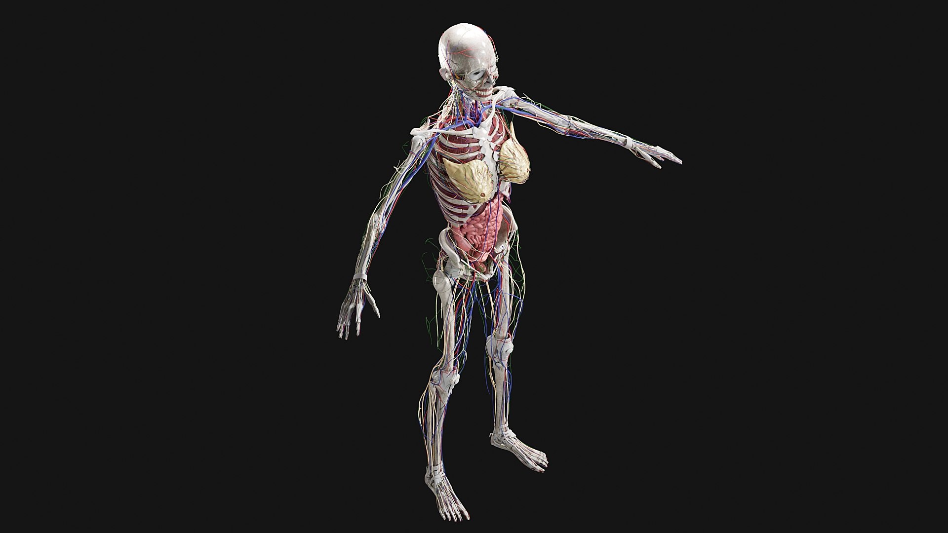 Female Complete Anatomy 3D model https://p.turbosquid.com/ts-thumb/1i/e6jopc/gM/s11/jpg/1624350026/1920x1080/fit_q87/b02807f065d074c01caf26ec50dd293ee5a83248/s11.jpg