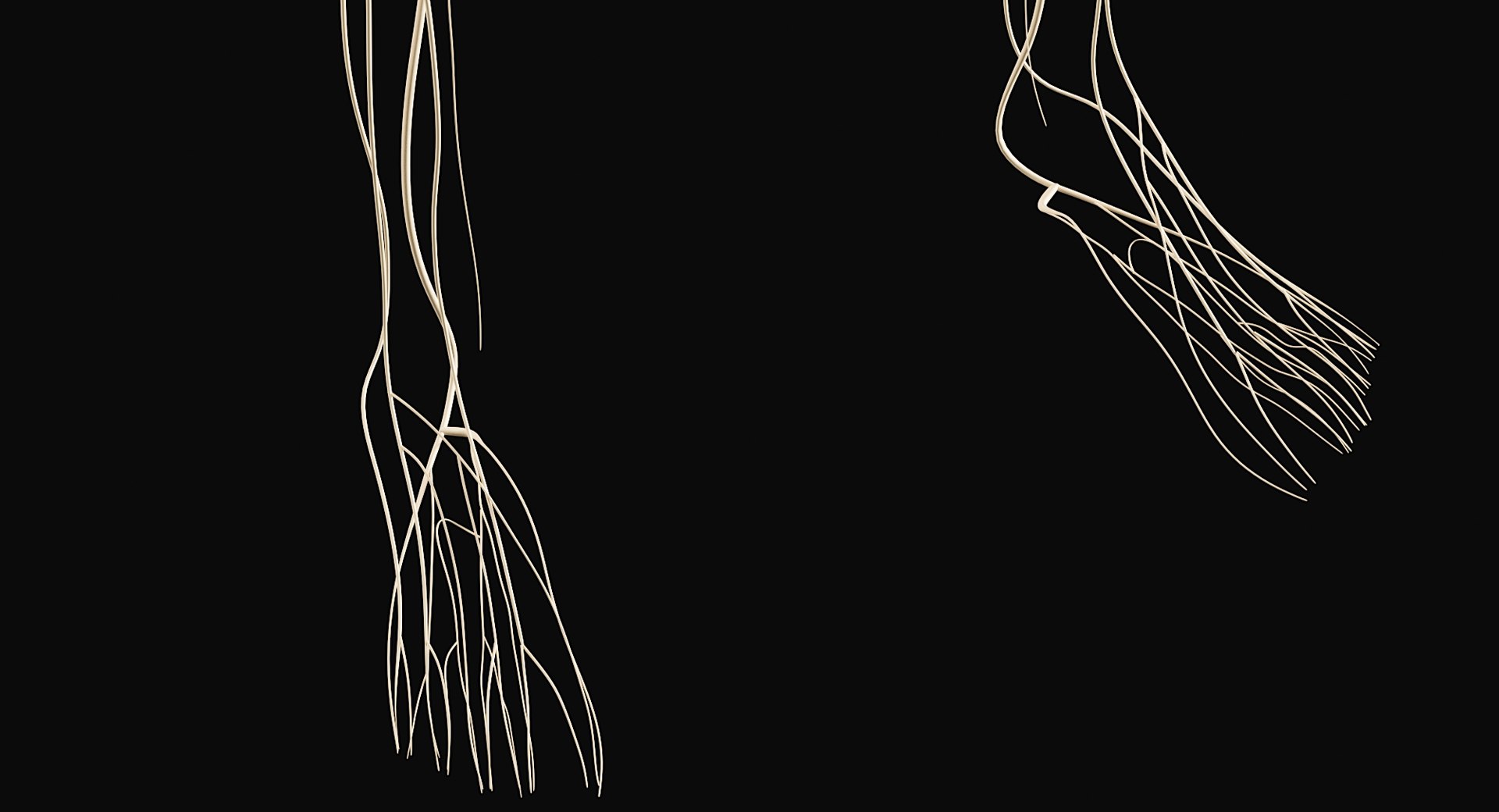 Female Complete Anatomy 3D model https://p.turbosquid.com/ts-thumb/1i/e6jopc/hA/nervous_system11/jpg/1624350325/1920x1080/fit_q87/2f06cd6092733959d276a584295340542eda841c/nervous_system11.jpg