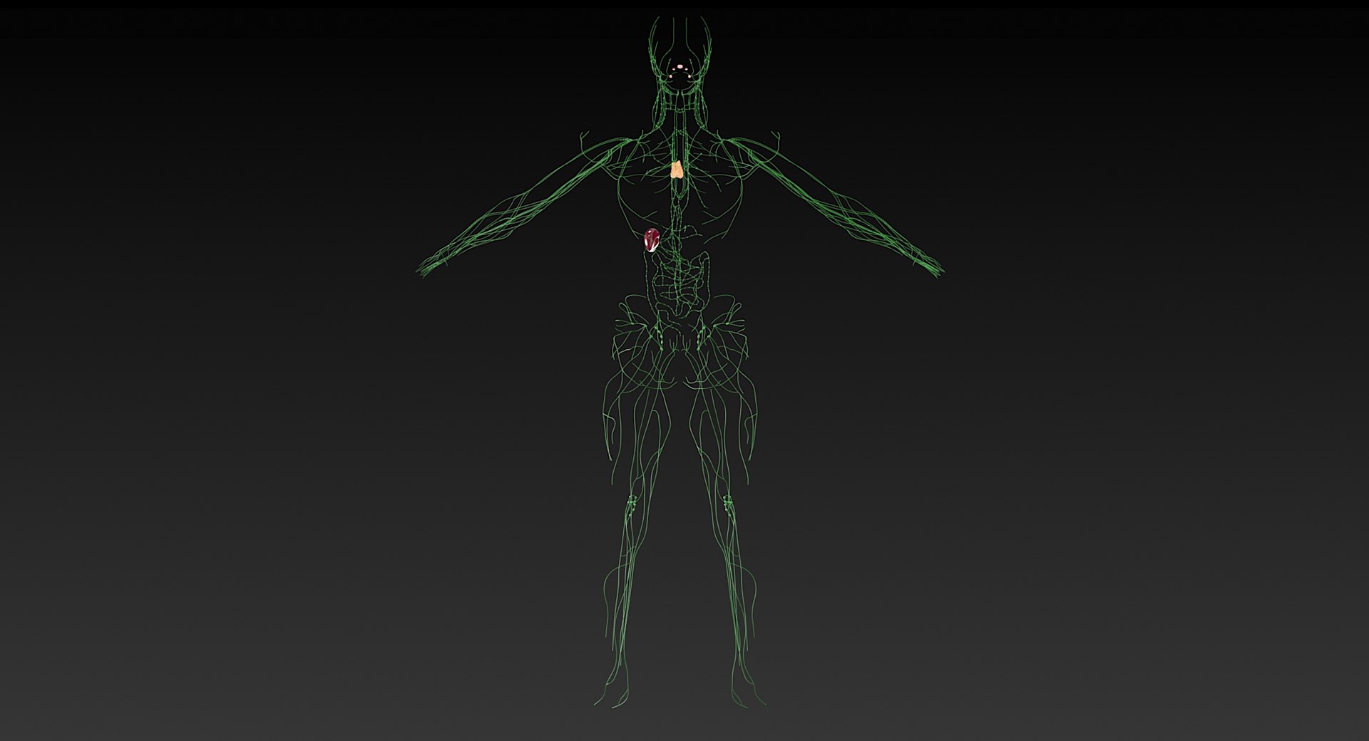 Female Complete Anatomy 3D model https://p.turbosquid.com/ts-thumb/1i/e6jopc/hF/lymphatic_system6/jpg/1624350262/1920x1080/fit_q87/28e33c19703038aae4eb5d9a3b36b2956add081e/lymphatic_system6.jpg