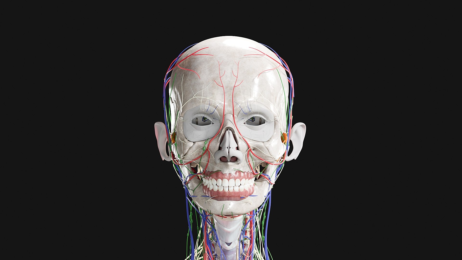 Female Complete Anatomy 3D model https://p.turbosquid.com/ts-thumb/1i/e6jopc/hJ/s1/jpg/1624349509/1920x1080/fit_q87/77ce40c93da035c1a0daa3f74050dad3cea8e792/s1.jpg