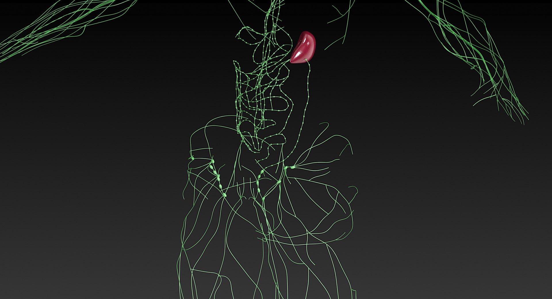Female Complete Anatomy 3D model https://p.turbosquid.com/ts-thumb/1i/e6jopc/iu/lymphatic_system20/jpg/1624350273/1920x1080/fit_q87/c1cc9662fca08ecf528a73cde9ff135a59e9d071/lymphatic_system20.jpg