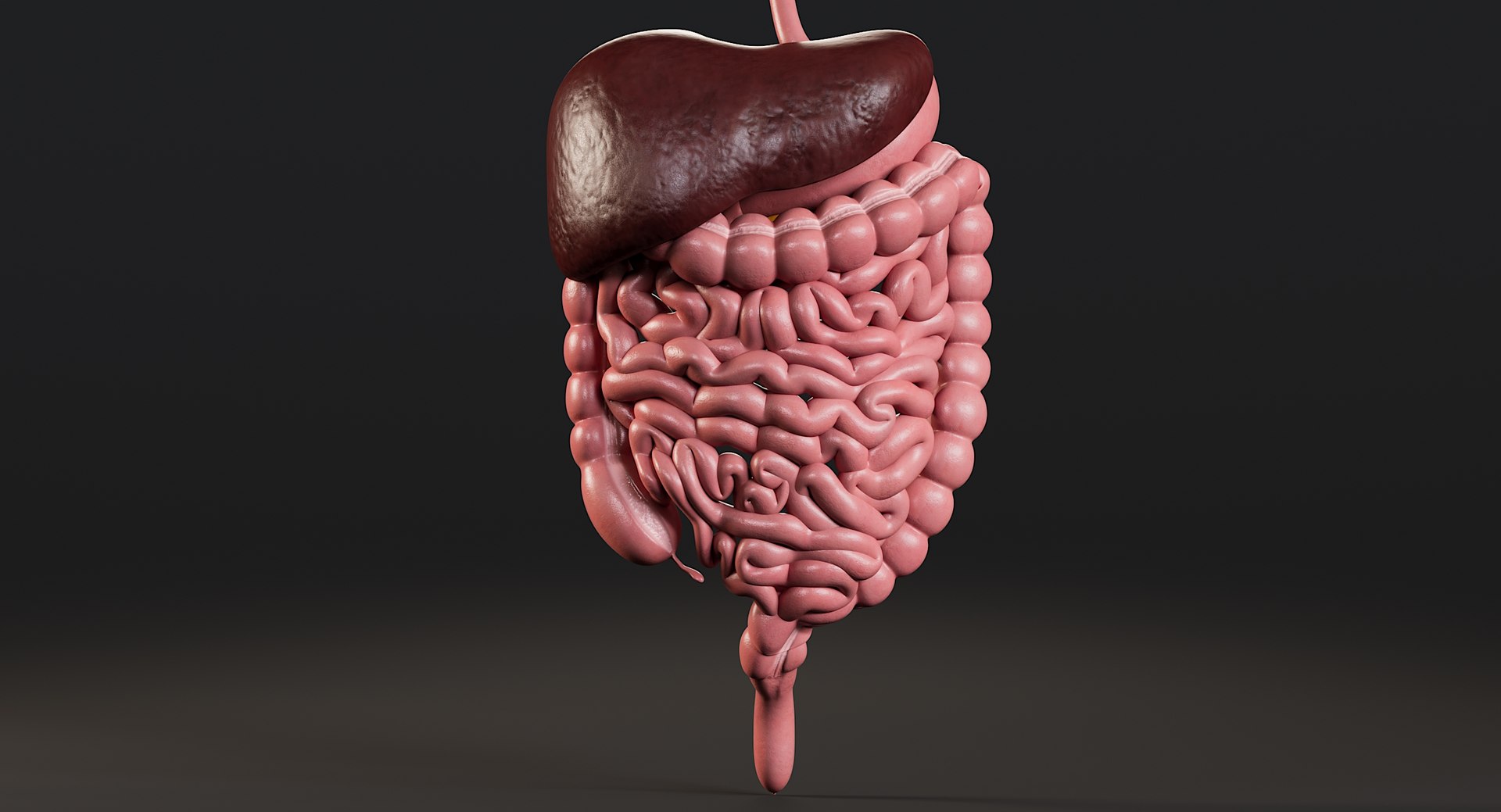 Female Complete Anatomy 3D model https://p.turbosquid.com/ts-thumb/1i/e6jopc/jx/102.man_digestive_system11/jpg/1624350192/1920x1080/fit_q87/1d2b4c0b49a3f41a9006309bbabdfb59dbf32c64/102.man_digestive_system11.jpg